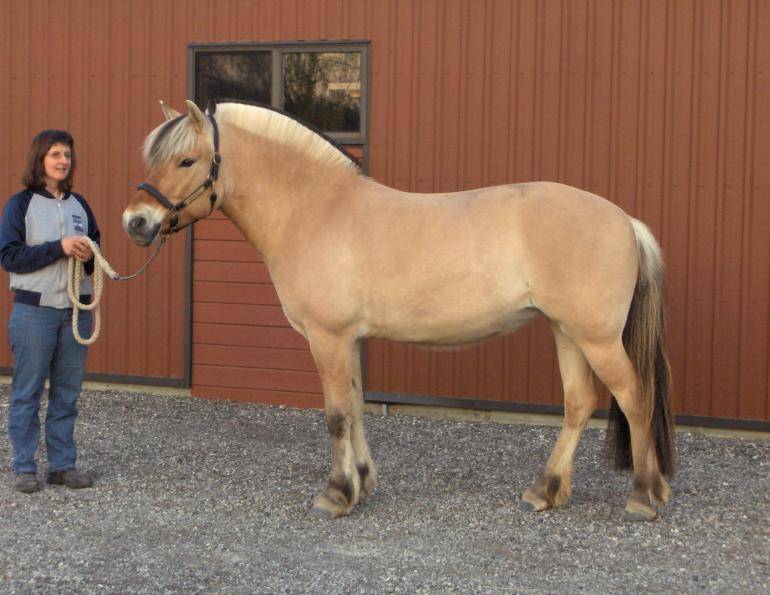 Norwegian Fjord Horse: A Rare and Sturdy Companion